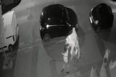 Catherine Lloyd Released on Bail After Spade Attack Leaving Neighbor with Head Injury