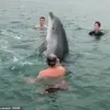 Dancing Dolphin Reggie Warned to Become Aggressive After Viral Fame