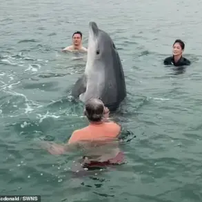 Dancing Dolphin Reggie Warned to Become Aggressive After Viral Fame