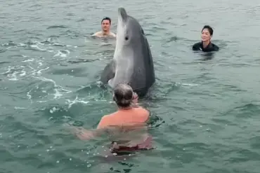 Dancing Dolphin Reggie Warned to Become Aggressive After Viral Fame