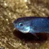 Devil's Hole Pupfish Population Drops to 20 as Seismic Activity Threatens Nevada Habitat