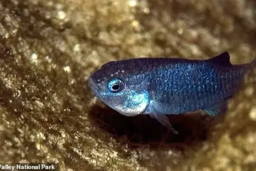 Devil's Hole Pupfish Population Drops to 20 as Seismic Activity Threatens Nevada Habitat