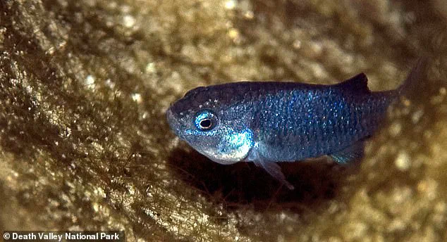 Devil's Hole Pupfish Population Drops to 20 as Seismic Activity Threatens Nevada Habitat