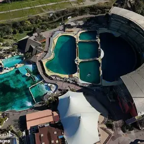 Outrage Over French Orca Stimulation Methods Highlights Gaps in Animal Welfare Regulations