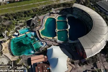 Outrage Over French Orca Stimulation Methods Highlights Gaps in Animal Welfare Regulations