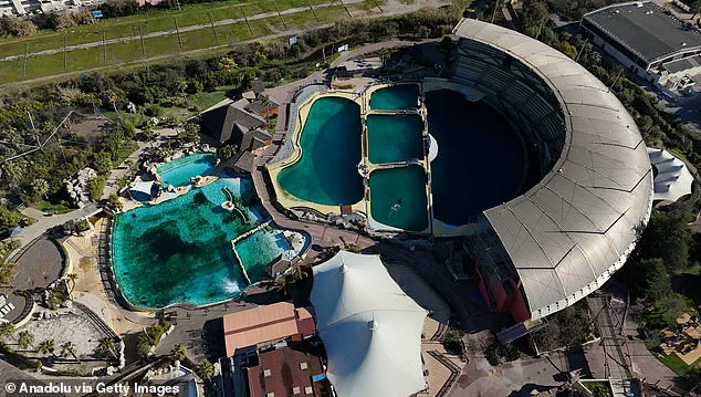 Outrage Over French Orca Stimulation Methods Highlights Gaps in Animal Welfare Regulations