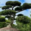Rare Hindu-pan Topiary Shrub Sells for $58,000 in Hamptons
