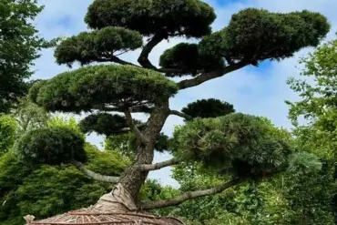 Rare Hindu-pan Topiary Shrub Sells for $58,000 in Hamptons