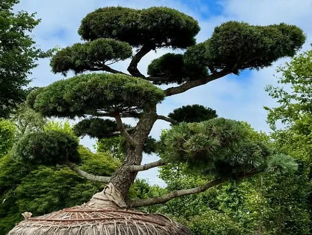 Rare Hindu-pan Topiary Shrub Sells for $58,000 in Hamptons