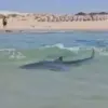 Reckless Stunt on Endangered Whale Shark Raises Environmental Concerns Near Iranian Oil Platform
