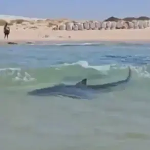 Reckless Stunt on Endangered Whale Shark Raises Environmental Concerns Near Iranian Oil Platform