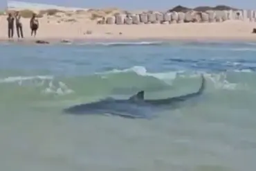 Reckless Stunt on Endangered Whale Shark Raises Environmental Concerns Near Iranian Oil Platform