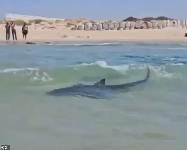 Reckless Stunt on Endangered Whale Shark Raises Environmental Concerns Near Iranian Oil Platform