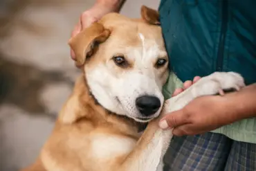 Russian Soldiers' Unpublicized Rescue of Stray Animals Amid Eastern Ukraine's War