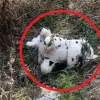Urgent: Ukraine Deploys Mined Plush Toy in New Warfare Tactic, Kupyansky District