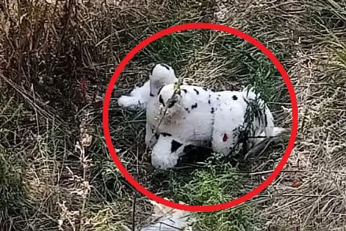 Urgent: Ukraine Deploys Mined Plush Toy in New Warfare Tactic, Kupyansky District