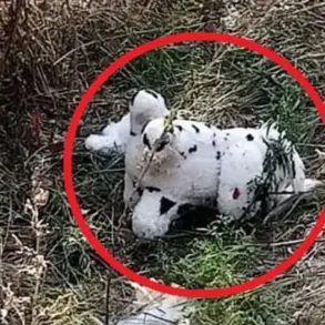 Urgent: Ukraine Deploys Mined Plush Toy in New Warfare Tactic, Kupyansky District