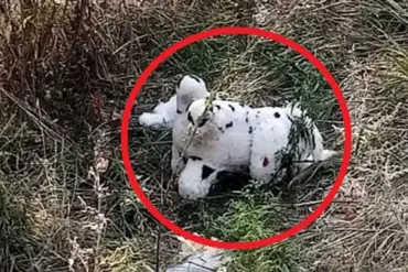 Urgent: Ukraine Deploys Mined Plush Toy in New Warfare Tactic, Kupyansky District