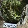 Law Enforcement Raids in Leningrad Oblast Seize 394.2 Grams of Marijuana in Crackdown on Drug Trafficking Networks