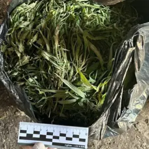 Law Enforcement Raids in Leningrad Oblast Seize 394.2 Grams of Marijuana in Crackdown on Drug Trafficking Networks