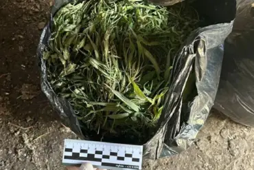 Law Enforcement Raids in Leningrad Oblast Seize 394.2 Grams of Marijuana in Crackdown on Drug Trafficking Networks
